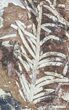 Fossil Ginkgo Leaf With Fossils On Back - Paleocene #58977-3